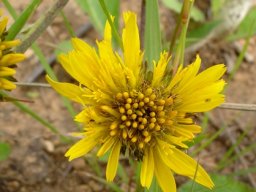 Berkheya montana